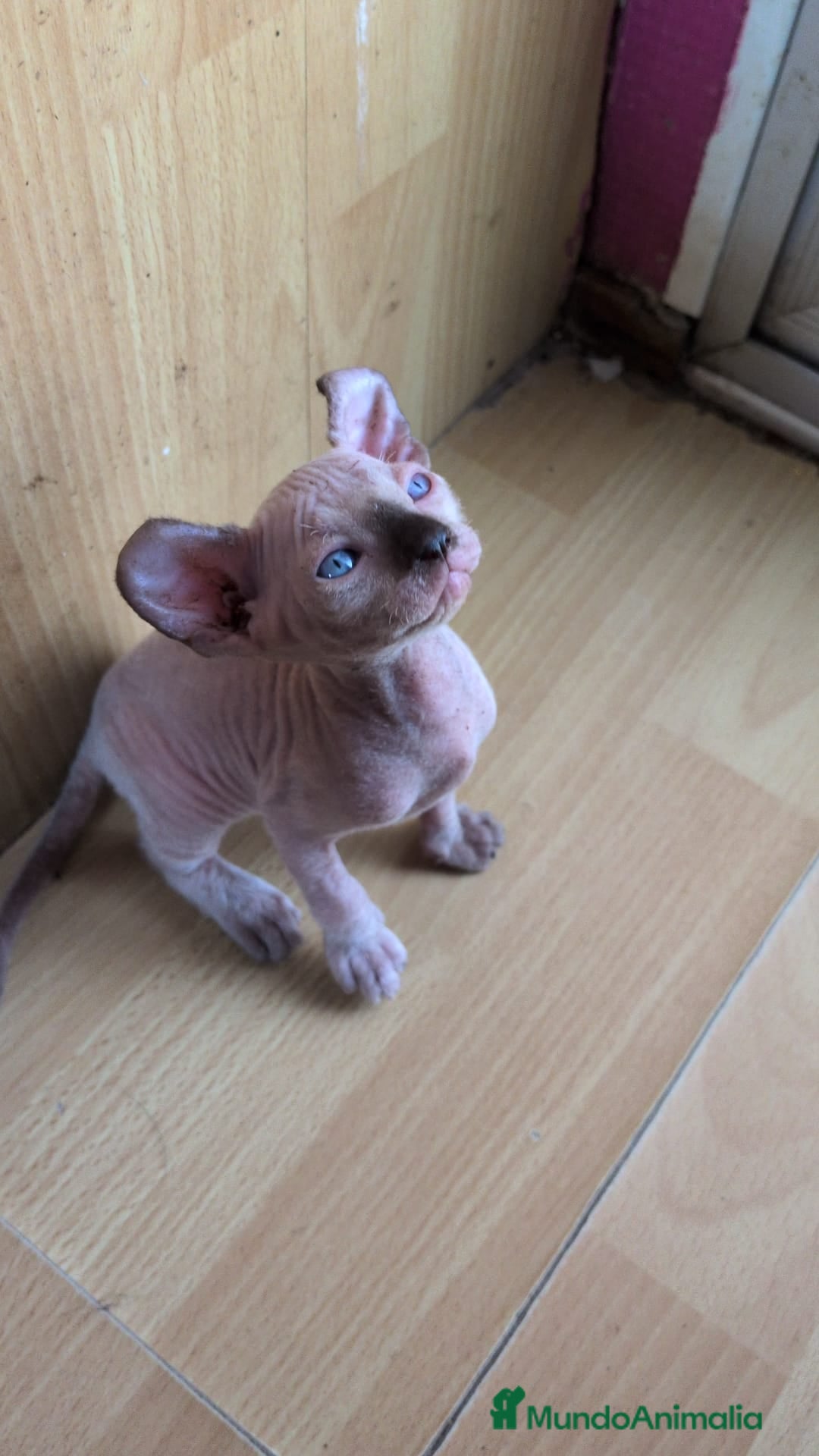 Sphynx gatos en venta: GATITOS SPHYNX HEMBRA ELFA - Imagen 5