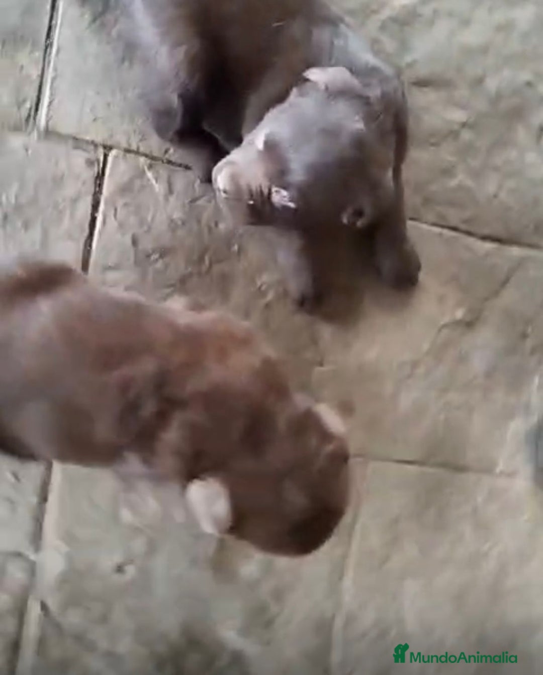 Labrador Retriever perros en venta: Labrador retriever  - Anuncio 3