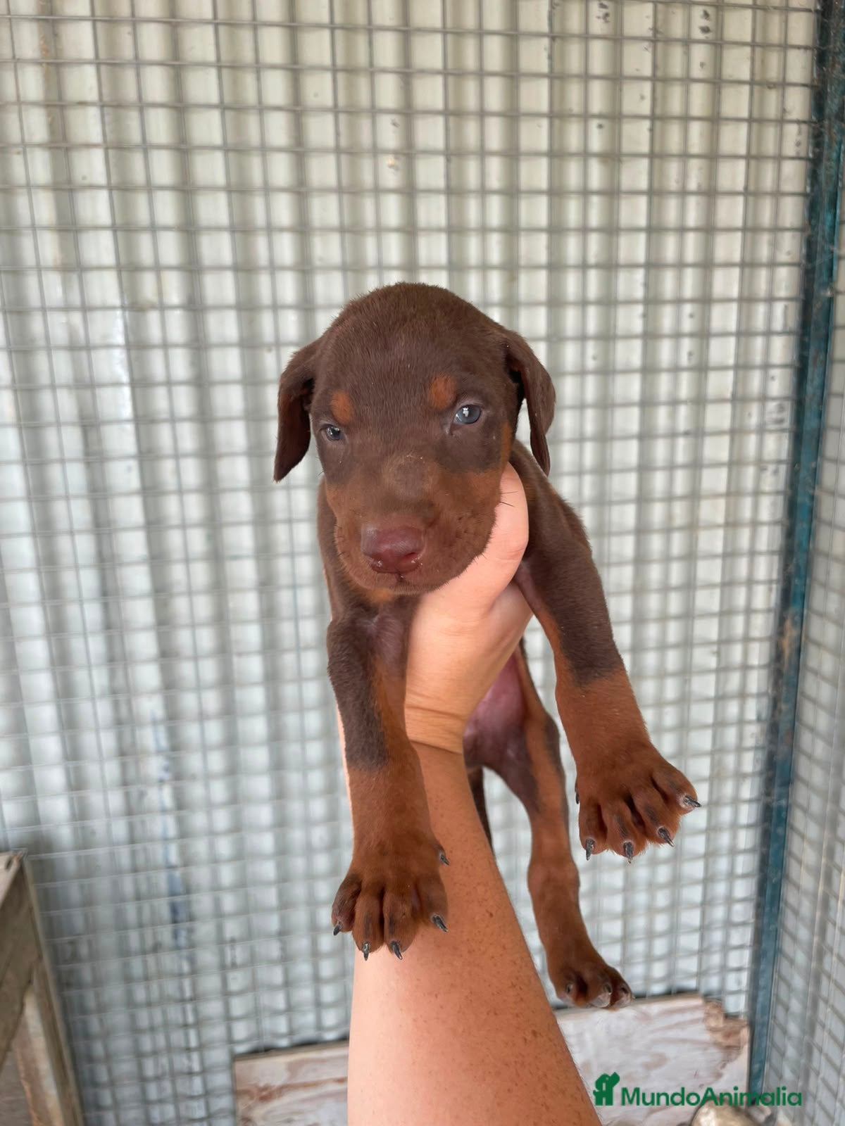 Dobermann perros Dóbermann negro fuego y chocolate🐶🐾 - Anuncio 4