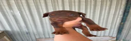 Dobermann perros en venta: Dóbermann negro fuego y chocolate🐶🐾 - Anuncio 1