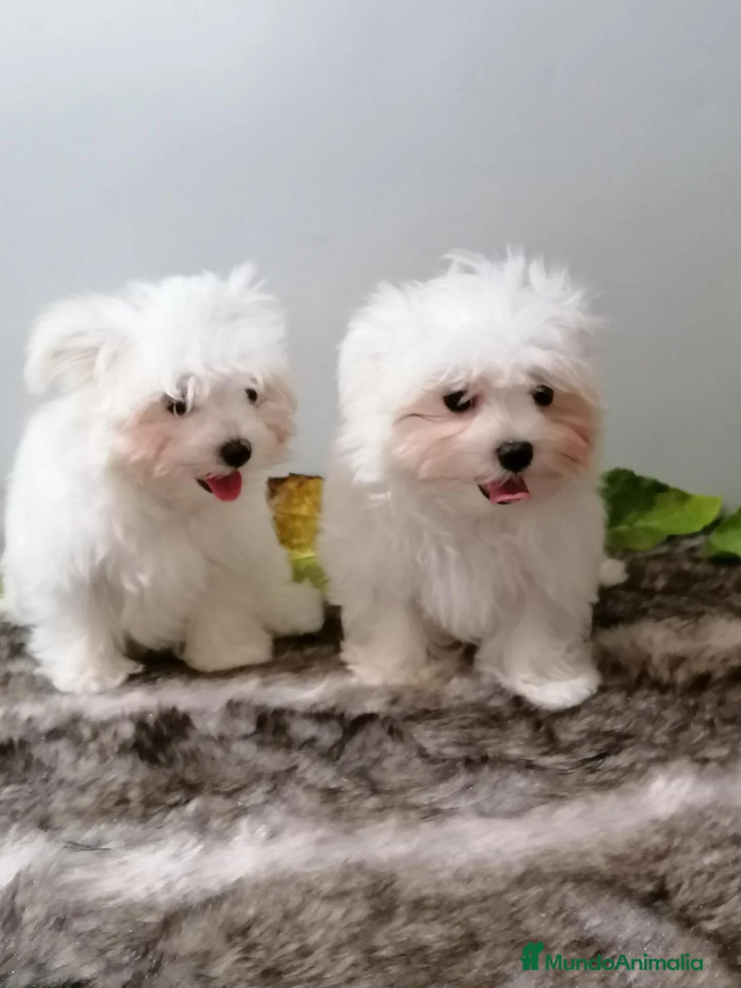 Bichón Maltés perros en venta: Bichón maltes - Anuncio 2