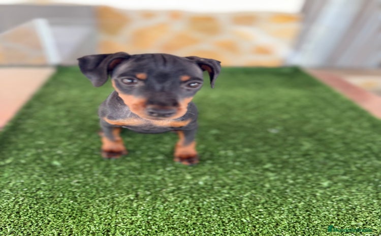 Pinscher Miniatura perros - Anuncio 6