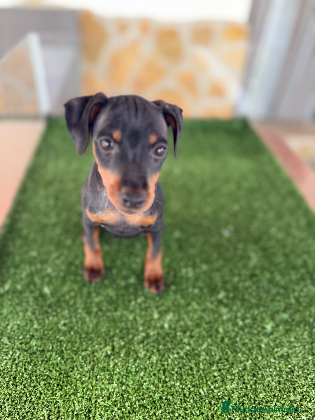 Pinscher Miniatura perros en venta: Mini Pincher macho - Anuncio 1