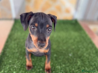 Pinscher Miniatura perros - Anuncio 5