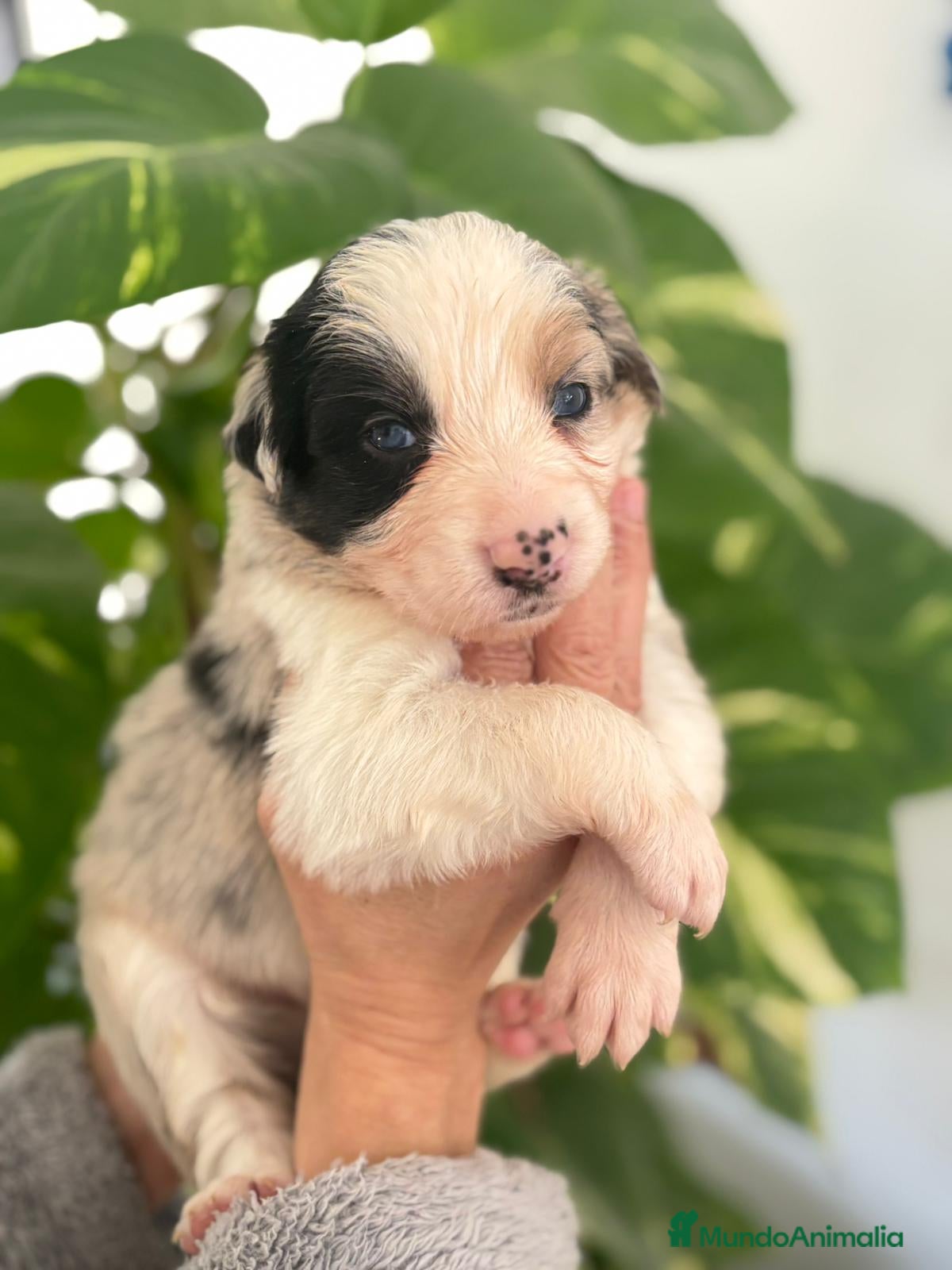 Border Collie perros Border Collie  - Anuncio 3