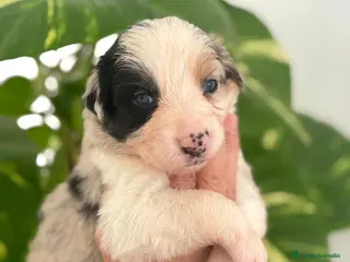 Border Collie perros Border Collie - Anuncio 3