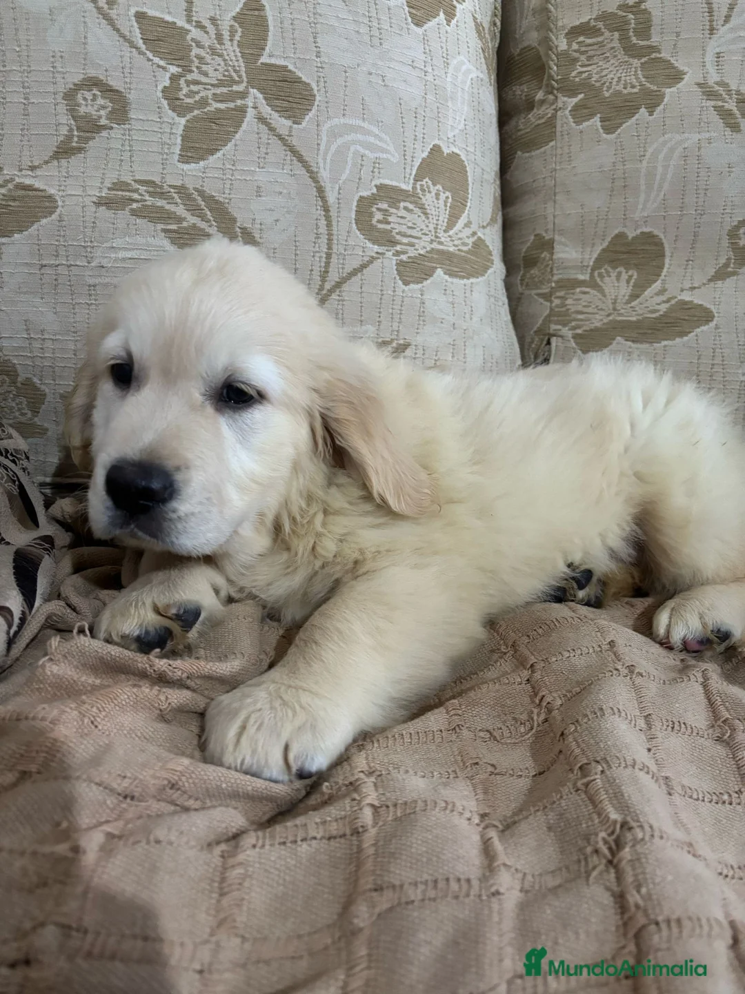 Golden Retriever perros en venta: Golden Retriever cachorros primeras líneas  - Anuncio 5