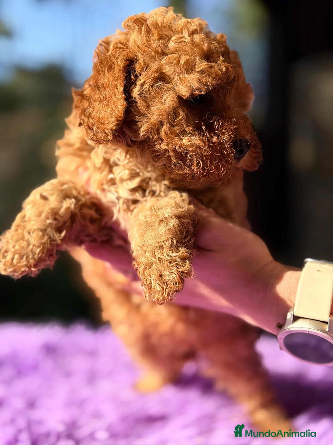 Caniche Toy perros en venta: CANICHE TOY APRICOT ESPECTACULAR - Anuncio 6