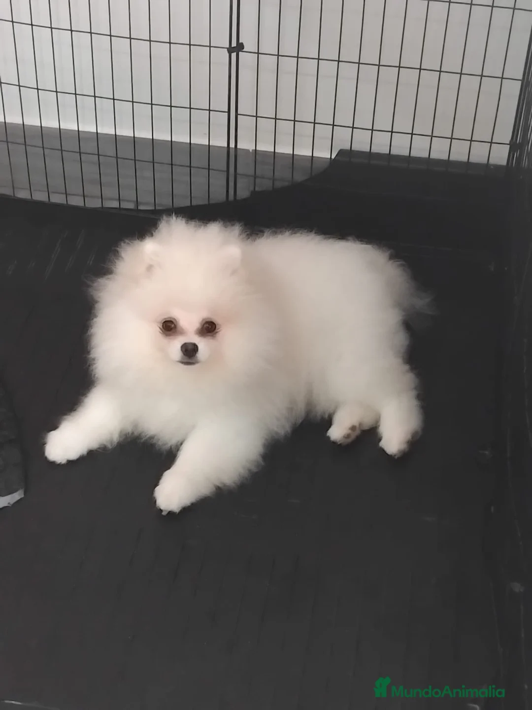 Pomerania perros en venta: Pomerania toy  - Anuncio 11
