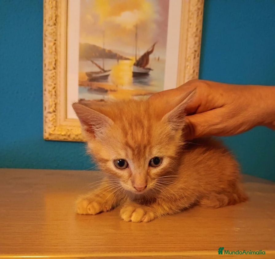Europeo de Pelo Corto gatos Preciosos gatitos en adopción - Anuncio 1