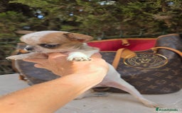 Chihuahua perros en venta: Chihuhuas  suepr minis - Imagen 1
