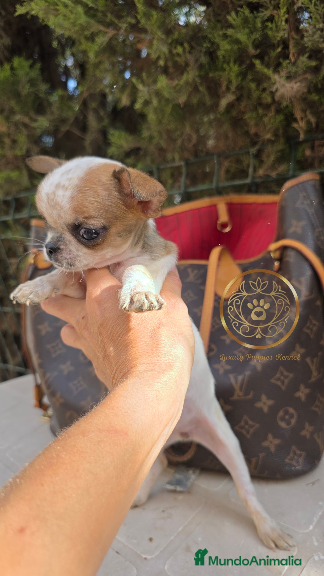 Chihuahua perros en venta: Chihuhuas  suepr minis - Imagen 1
