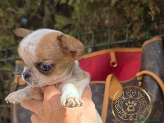 Chihuahua perros - Anuncio 31