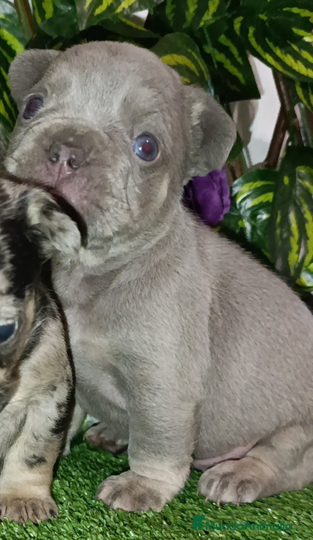 Bulldog Francés perros en venta: Bulldog francés isabellas  - Anuncio 6