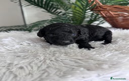 Caniche Toy perros en venta: CANICHE TOY MACHO - Anuncio 5