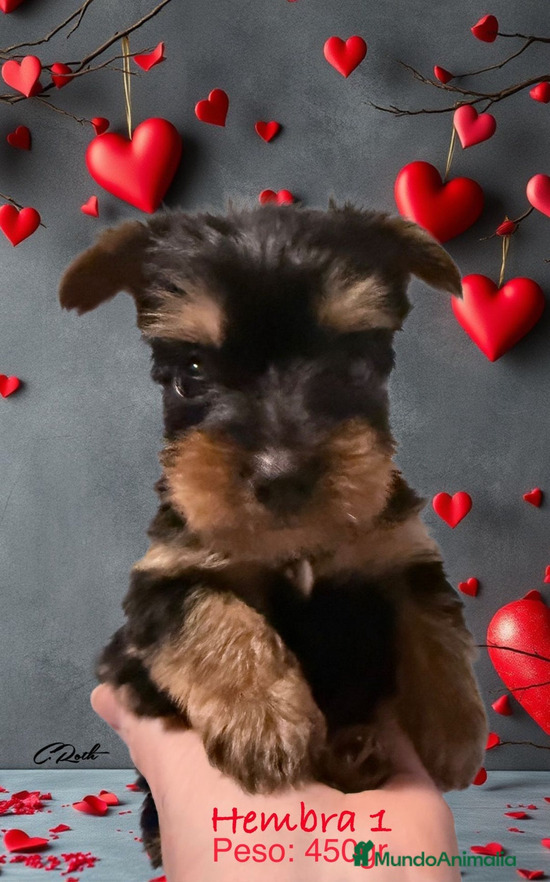 Yorkshire Terrier perros en venta: Yorkshire  - Imagen 8