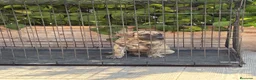 Presa Canario perros en venta: Cachorros machos  - Anuncio 2