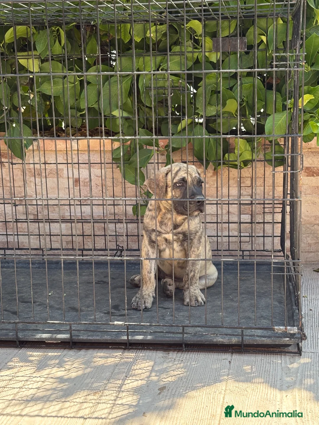 Presa Canario perros en venta: Cachorros machos  - Anuncio 2