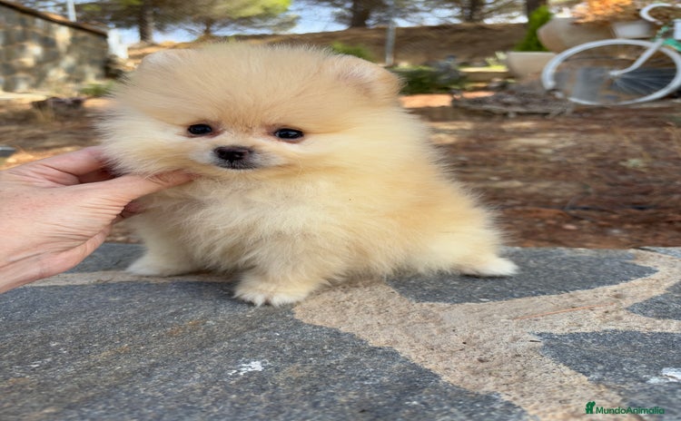 Pomerania perros - Anuncio 4
