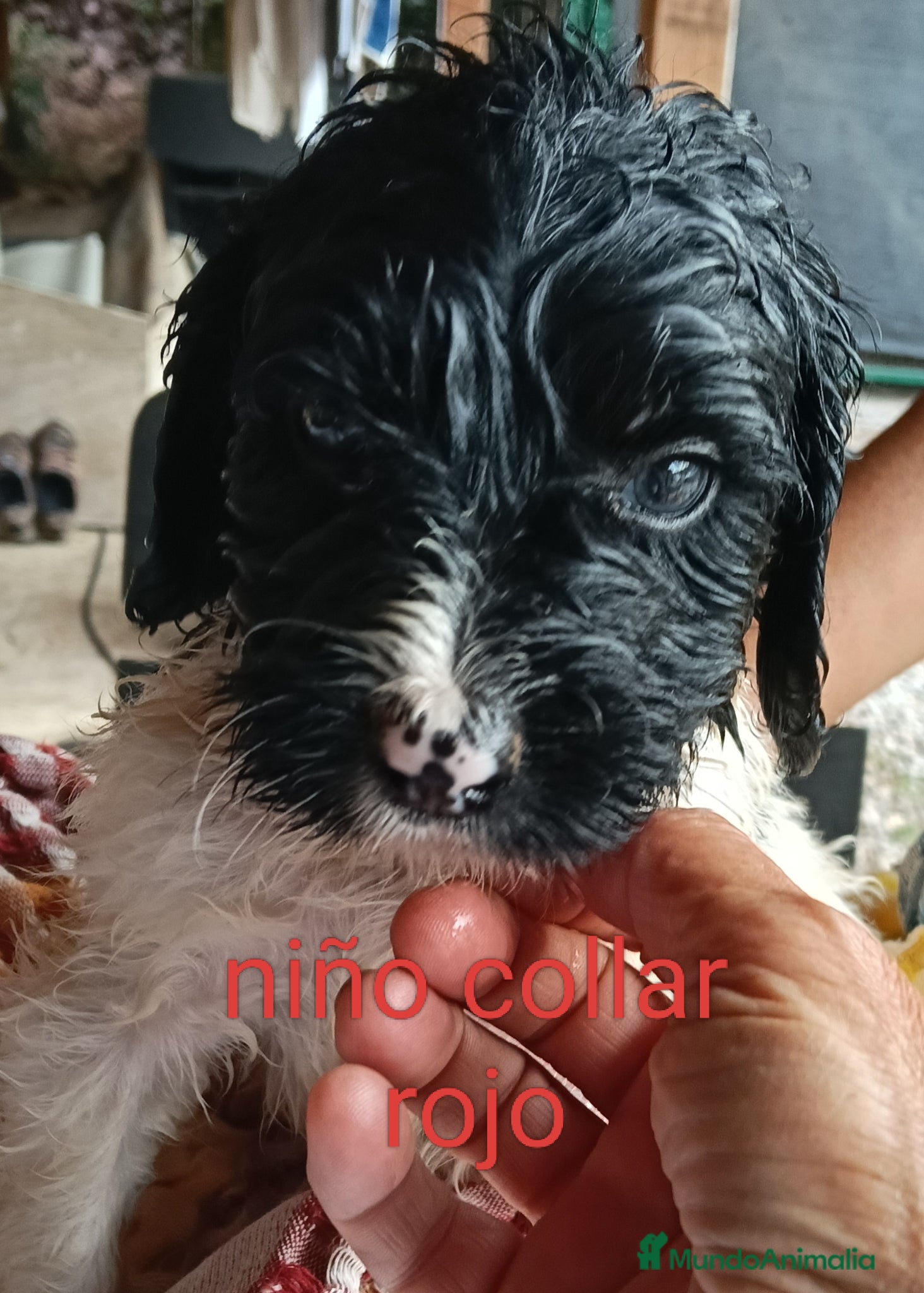 Labradoodle perros en venta: Labradoodles - Anuncio 2