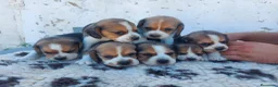 Beagle perros en venta: Cachorros de beagle tricolor  - Anuncio 5