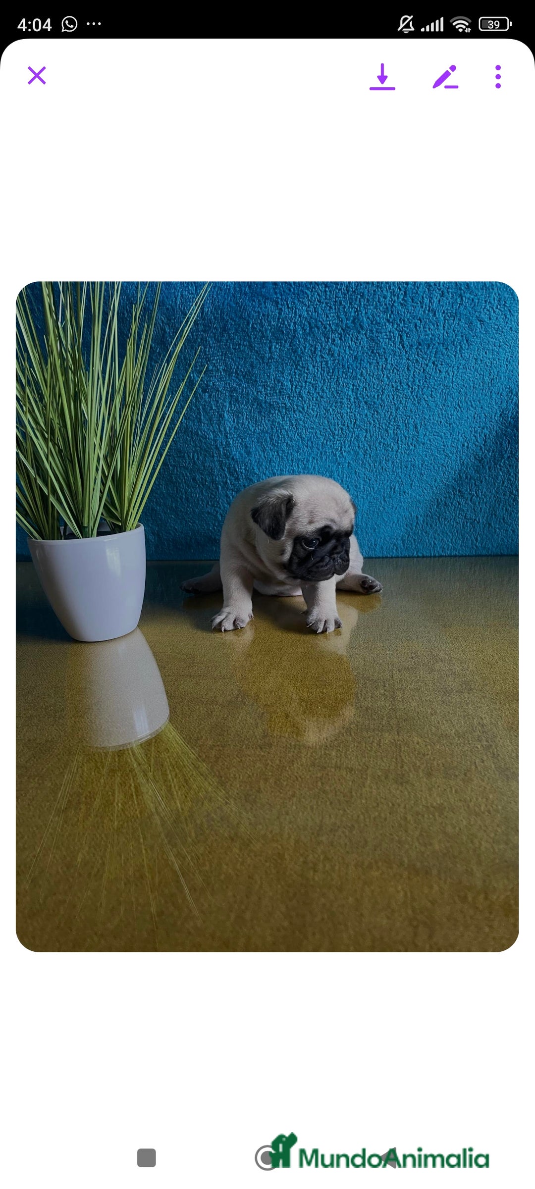 Carlino - Pug perros en venta: Carlino - Anuncio 2