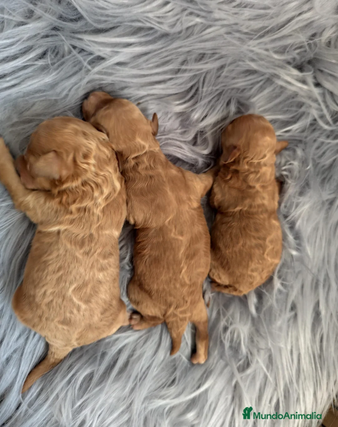 Caniche Toy perros en venta: Caniche tácita de te  - Anuncio 13