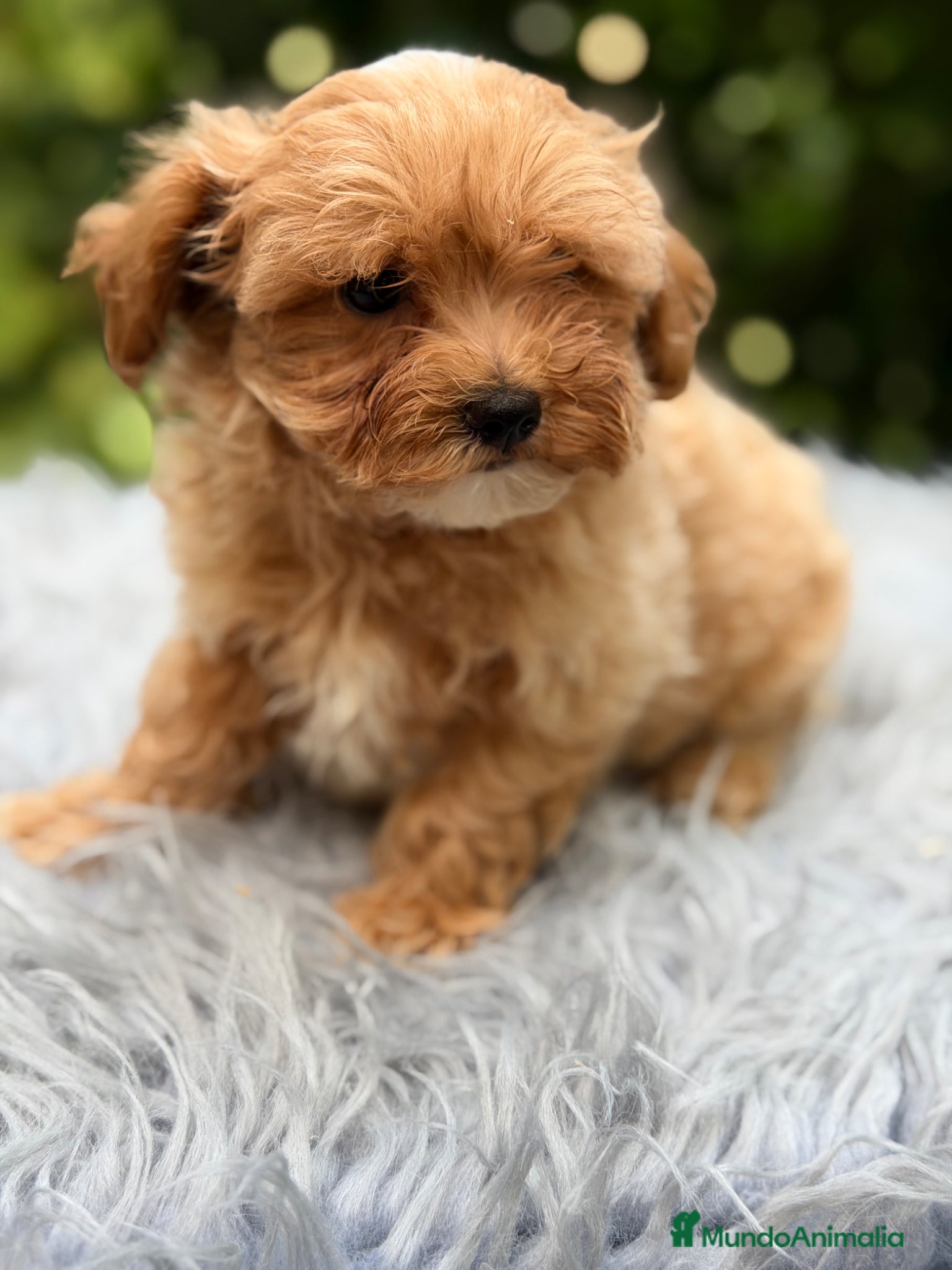 Maltipoo perros en venta: Maltipoo Minitoy macho  - Anuncio 4