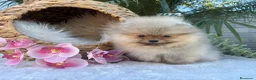 Pomerania perros en venta: POMERANIAS EXCLUSIVOS - Anuncio 3