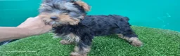 Yorkshire Terrier perros en venta: Yorkshire terrier CALIDAD  - Anuncio 1