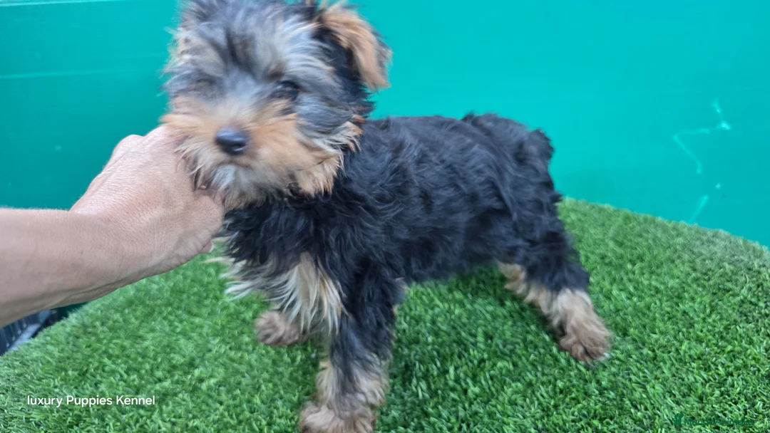 Yorkshire Terrier perros en venta: Yorkshire terrier CALIDAD  - Anuncio 1