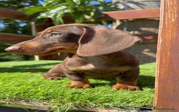 Teckel perros en venta: TECKEL MINIATURA HEMBRA - Imagen 13