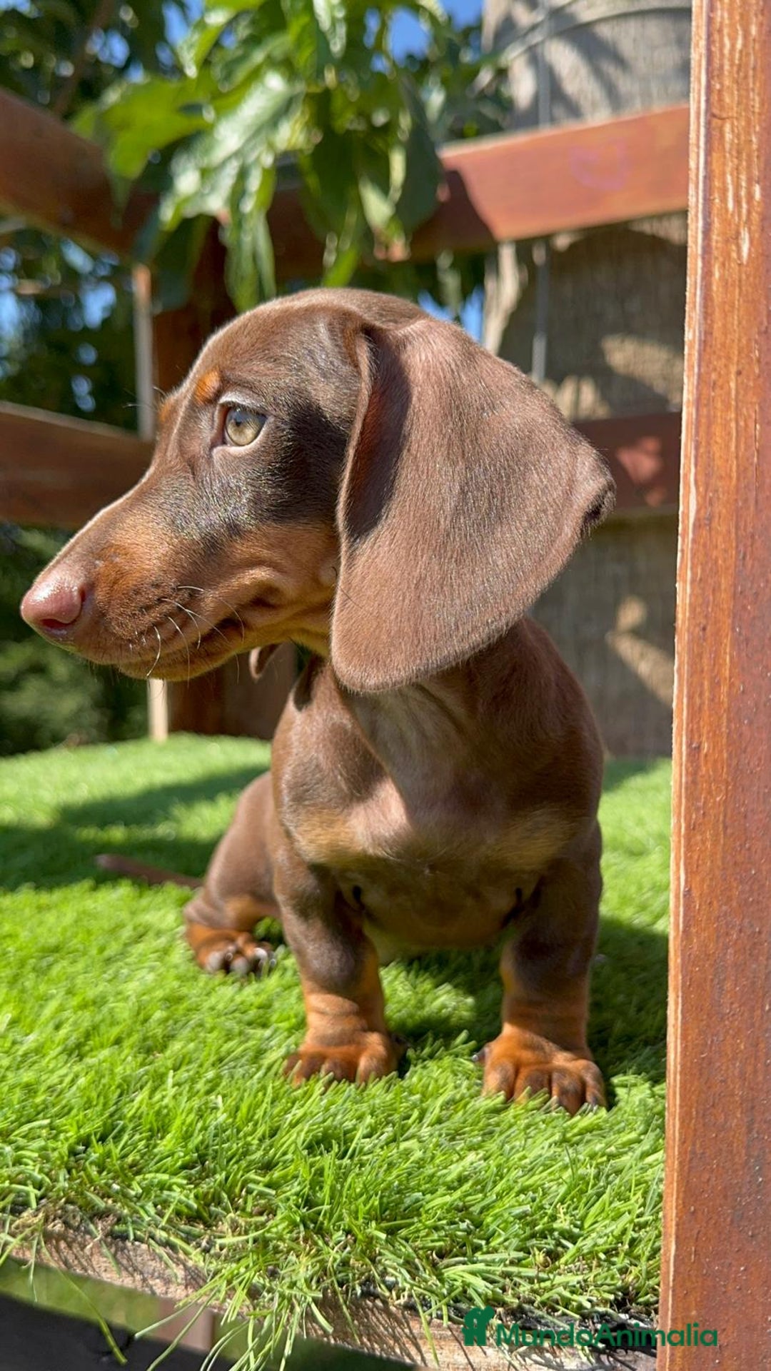 Teckel perros en venta: TECKEL MINIATURA HEMBRA - Imagen 13