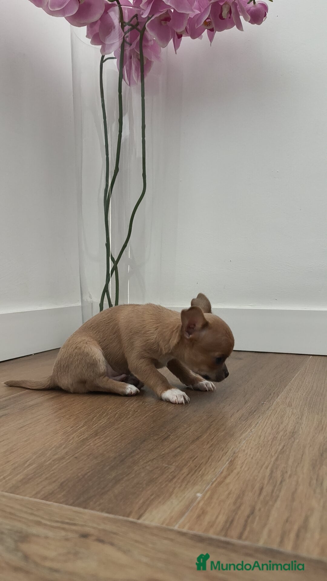 Chihuahua perros en venta: Macho chihuahua guapísimo  - Anuncio 5