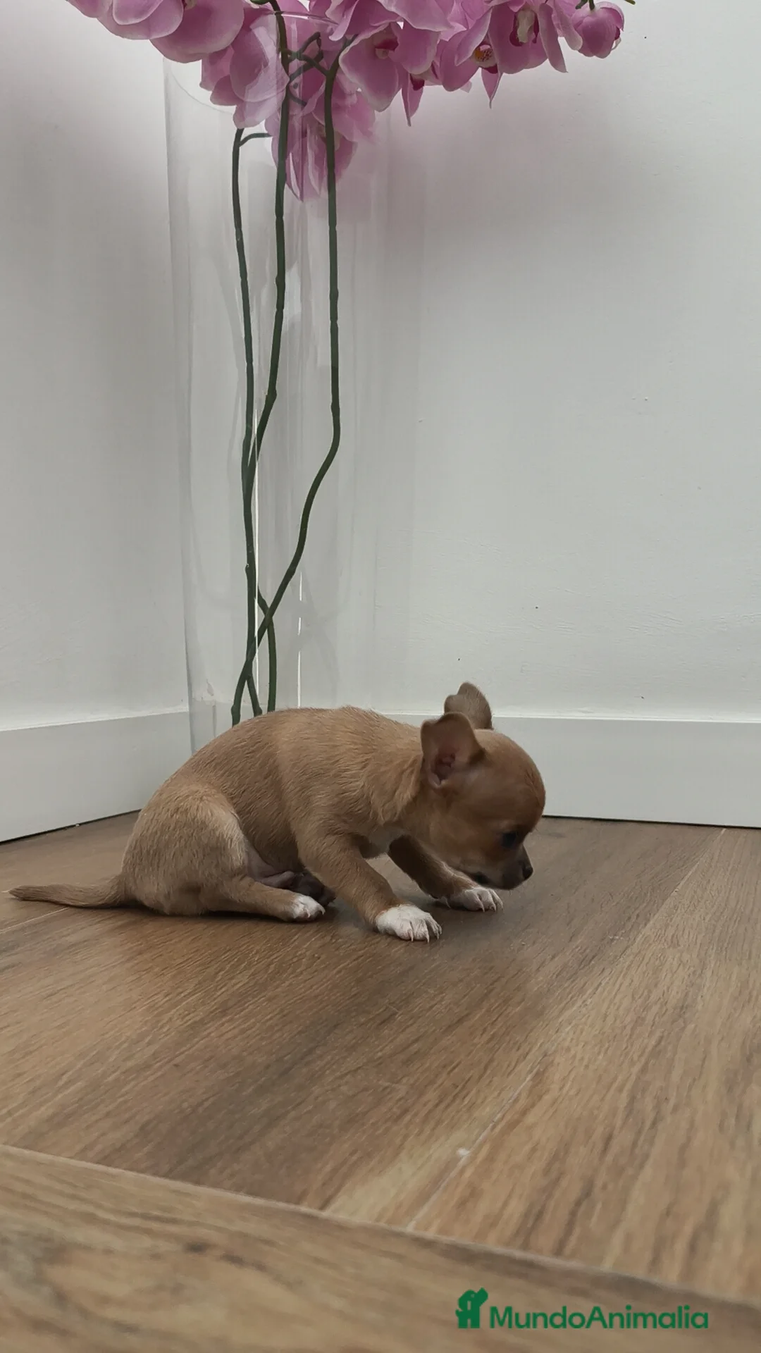 Chihuahua perros en venta: Macho chihuahua guapísimo  - Anuncio 5