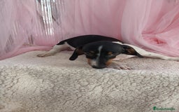 Teckel Miniatura perros en venta: Teckel mini pielbad exótico - Imagen 3