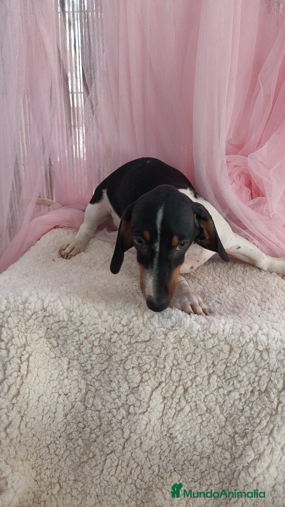 Teckel Miniatura perros en venta: Teckel mini pielbad exótico - Imagen 3