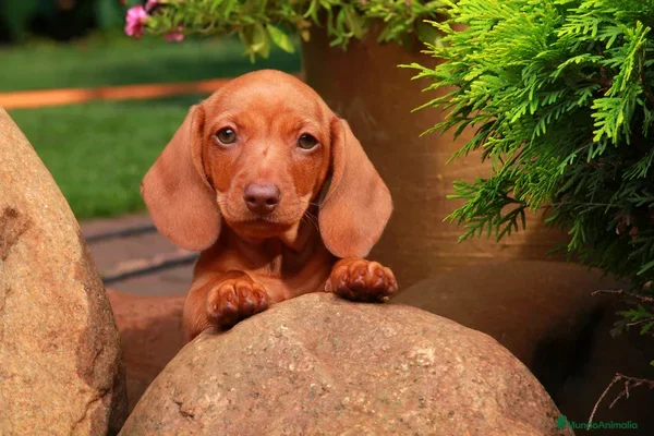 Teckel Miniatura perros TECKEL MINIATURA PRECIOSOS  - Anuncio 2