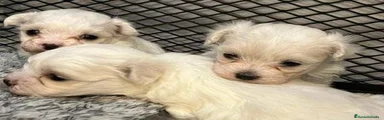 Bichón Maltés 2