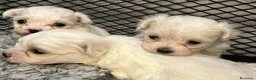 Bichón Maltés perros en venta: Bichón Maltés - Anuncio 2