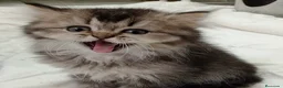 Británico de Pelo Corto gatos en venta: British Short Hair  - Anuncio 3