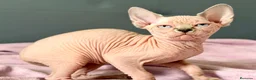 Sphynx gatos en venta: Última preciosa Sphynx con pedigree  - Anuncio 4