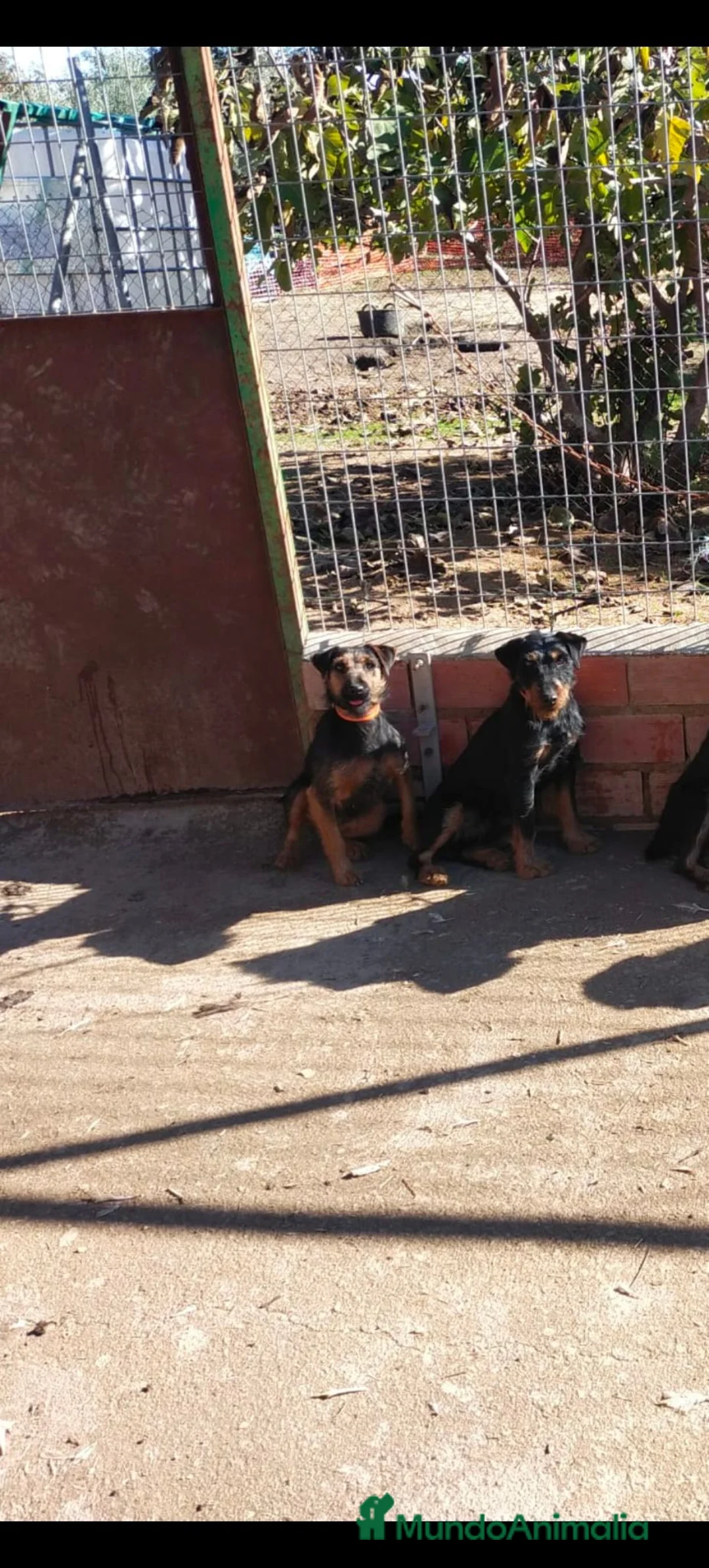 Otras razas perros en venta: Jack terrier de Calidad  - Anuncio 8
