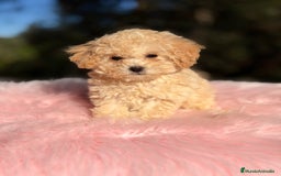 Caniche Toy perros en venta: Caniche Toy Apricot  - Anuncio 1