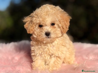 Caniche Toy perros Caniche Toy Apricot - Anuncio 2