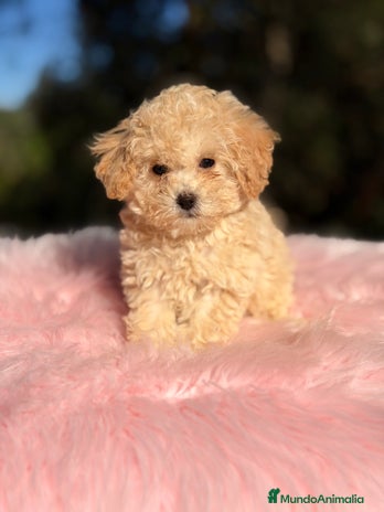 Caniche Toy perros Caniche Toy Apricot - Anuncio 2