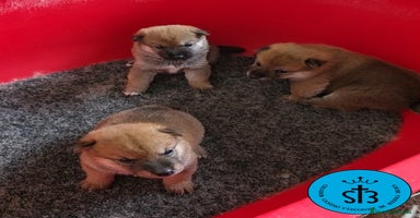 Shiba Inu perros - Anuncio 9