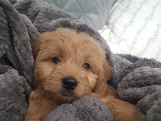 Goldendoodle perros Goldendoodle medianos - Anuncio 4