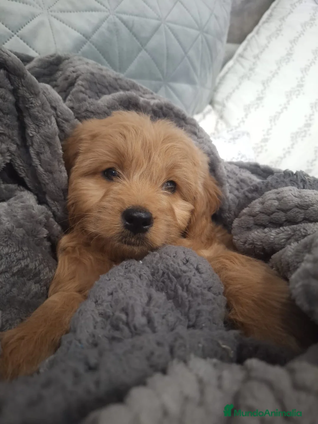 Goldendoodle perros en venta: Goldendoodle medianos  - Anuncio 1