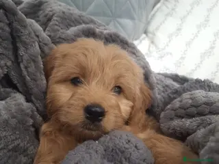 Goldendoodle perros Goldendoodle medianos - Anuncio 25